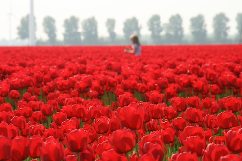 Tulpen in de Noordoostpolder